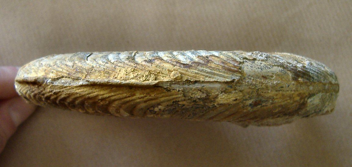 AMMONITE (nuova) 11